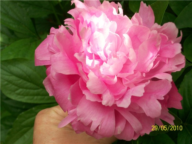 božur - lat. paeonia